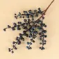 A-blue
