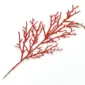 red D