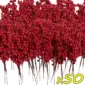 50 Branches