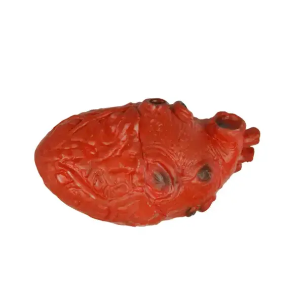 Fake Human Heart Prop