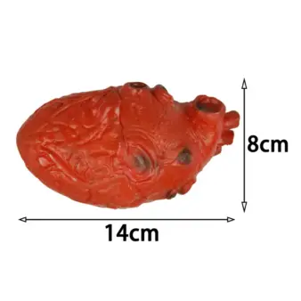 Fake Human Heart Prop size