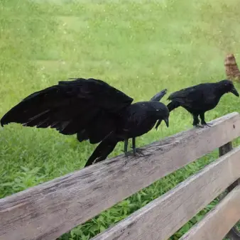 Fake Raven Crow Decoration – Realistic Feathered Black Bird Prop for Halloween Displays decore